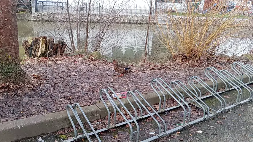 Качка ходить